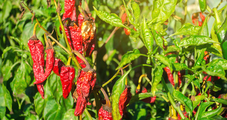 Dry wilted hot red bell pepper grows in the field. Vegetable disease. Global warming and poor harvest. Agribusiness. Agro industry. Growing Organic Vegetables. Agriculture and farming