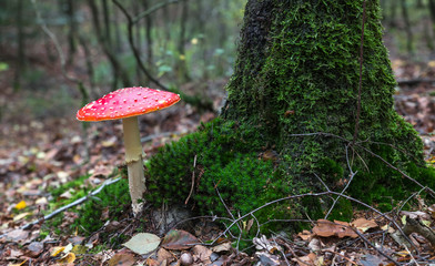 very big fly agaric red mushroom