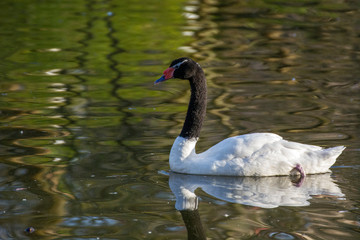 Swan 5
