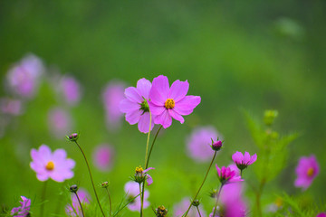 Obraz na płótnie Canvas Purple flower with petals