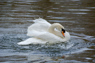 Swan 6