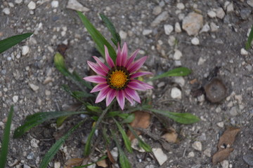 flowers in garden