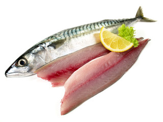 Whole Mackerel in with Fillets - Mackerel Fish raw on white Background