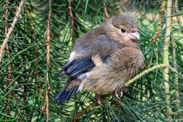 Fledgling bullfinch (Pyrrhula pyrrhula) bird perched on pine branches