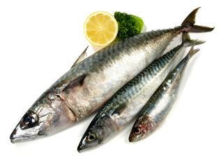Whole Mackerel in various Size - Fish raw on white Background