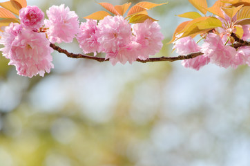 closeup double cherry blossoms against bokeh background