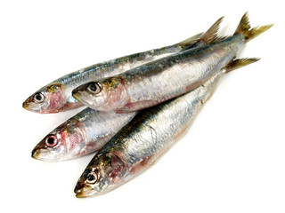 Obraz premium Sardines - Pilchard Fish on White