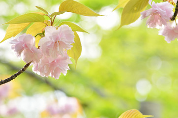 closeup double cherry blossoms against bokeh background