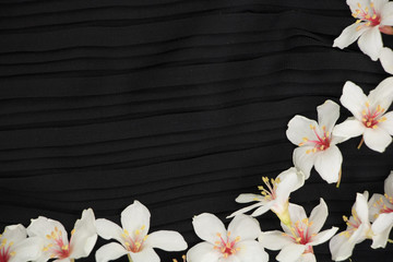 A close-up view of tung blossoms on a black background.