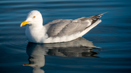Fototapeta premium Seagull in the water