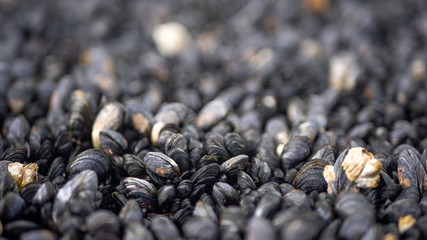 Close up of sea mussels