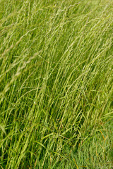 ausdauerndes Weidelgras