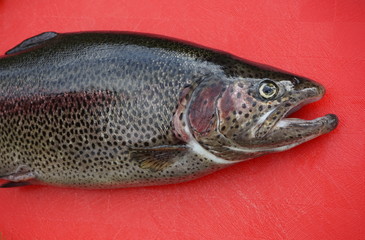 fresh trout on a red background