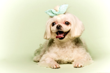 dog,반려견,강아지,멍멍이,푸들,포유동물,애견미용,애견,강아지,멍멍,개,귀여운,반려견사진,귀여운강아지,새끼강아지,pet,애완동물