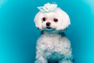 dog,반려견,강아지,멍멍이,푸들,포유동물,애견미용,애견,강아지,멍멍,개,귀여운,반려견사진,귀여운강아지,새끼강아지,pet,애완동물 © SUNGJIN