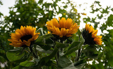 Sunflowers in the green