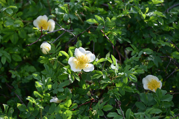 White flowers of rose hips