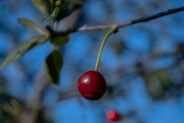 incredibly cool photo of cherry on a tree