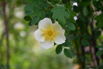 White flowers of rose hips