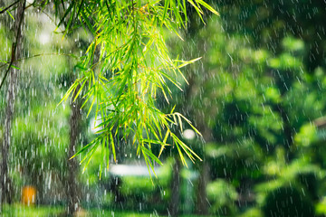 Closeup nature view of bamboo leaf with rainy background using as backgroud concept - obrazy, fototapety, plakaty