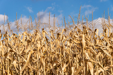 Dried out corn field in Canada