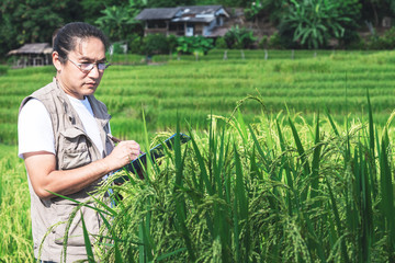 Agricultural Research Officer,  Asian men are recording data of rice plants in fields that are growing and complete, ready for the upcoming harvest season, to peaple and agriculture concept.