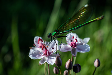 dragonfly on a flower, green photo