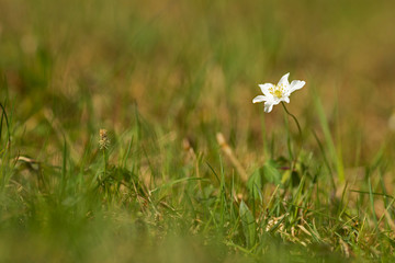 light spot in the meadow