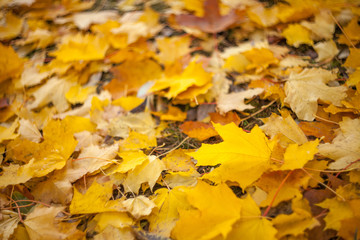Yellow autumn maple leaves on the grass lying on a blurred background. Fall.