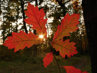 Autumn colorful leaves and sun backlit.