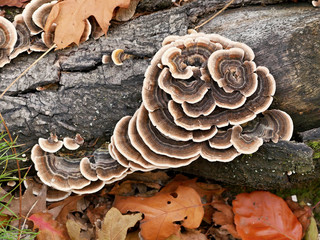 Sponge texture ornament on a stump in the forest