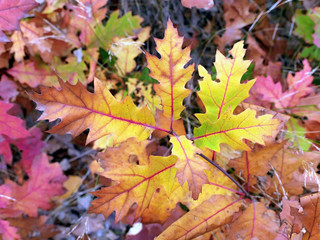 Autumn colorful leaves in the forest