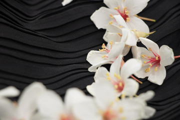 A close-up view of tung blossoms on a black background.