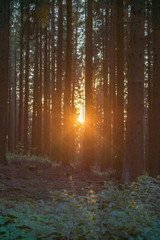 Silhouettes of tree trunks in a forest in the sunset.