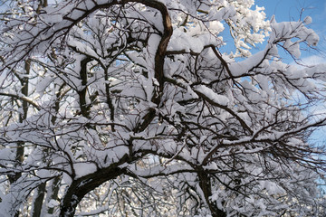 Trees covered with white snow against a blue sky. Winter nature close-up