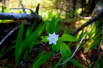 white flower in early summer