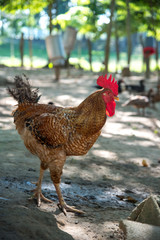 Creole rooster walking freely in the courtyard of a country house. Colombia