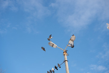 Street lamp with flock of pigeons against the sunny winter blue sky and few clouds. Doves sitting...