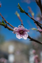 Pink flower hanging by a tree