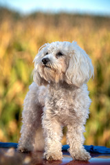 Maltipoo Portrait