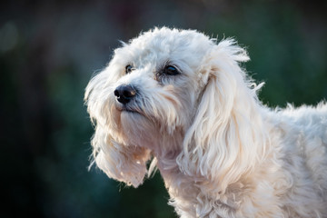 Maltipoo Portrait