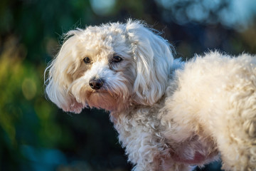 Maltipoo Portrait