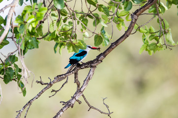 A Woodland Kingfisher sitting in a tree with an insect or spider that it just caught.