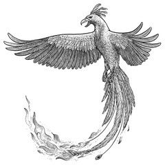 Phoenix illustration, drawing, engraving, ink, line art, vector