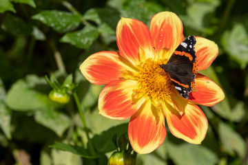 Red admiral butterfly lands on colourful flower in autumn. Photographed at Exbury, Hampshire UK