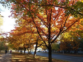 Fototapeta premium yellow tree in autumn