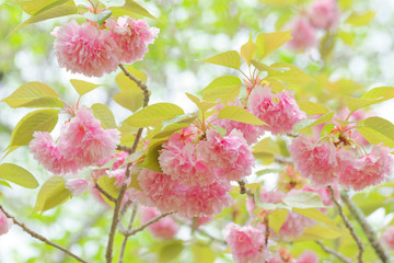 closeup double cherry blossoms after rain