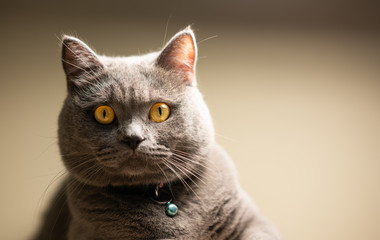 Cute naughty british shothair cat