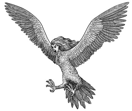 Harpy illustration, drawing, engraving, ink, line art, vector