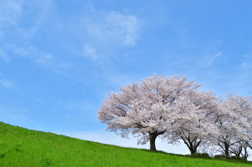 Naklejka premium cherry blossom trees on river bank